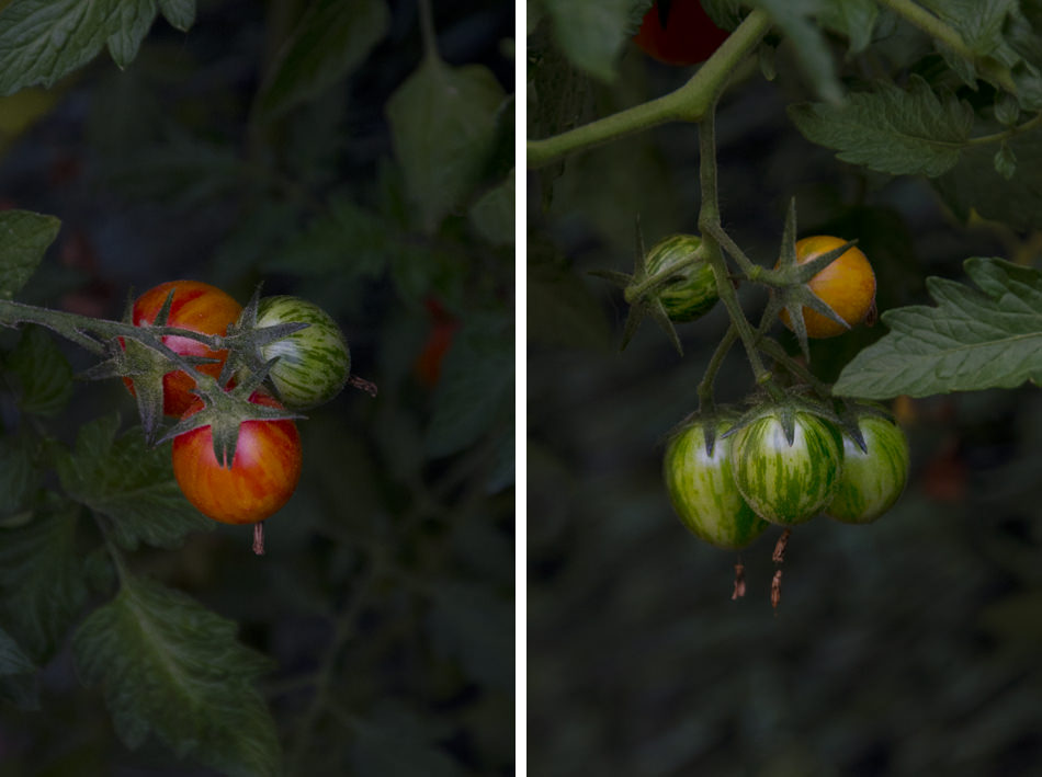 tomates-jardin-01